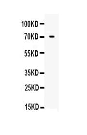 Monoclonal Mouse anti-Human ANGPT1 / Angiopoietin-1 Antibody (WB)