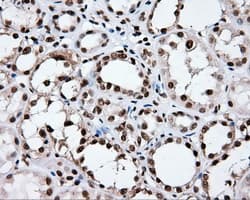 XRCC1 Antibody (clone OTI2F8)
