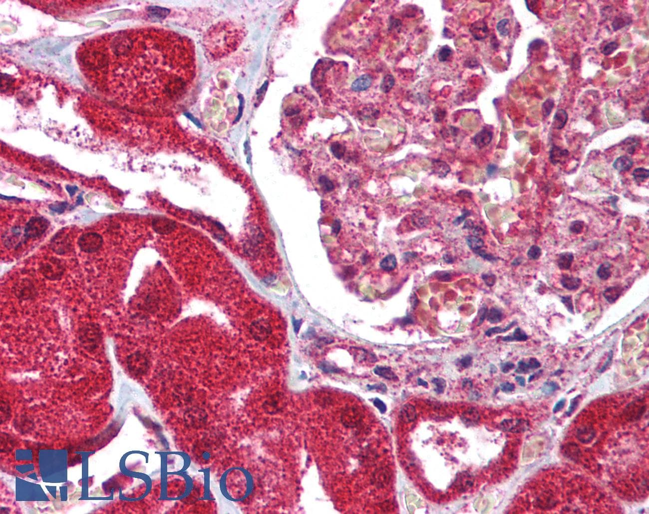 IHC-plus™ FCMR / FAIM3 Antibody