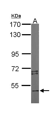 STK4 Antibody (aa324-418)