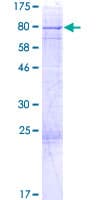 Human EPS8L1 Protein (Recombinant GST)