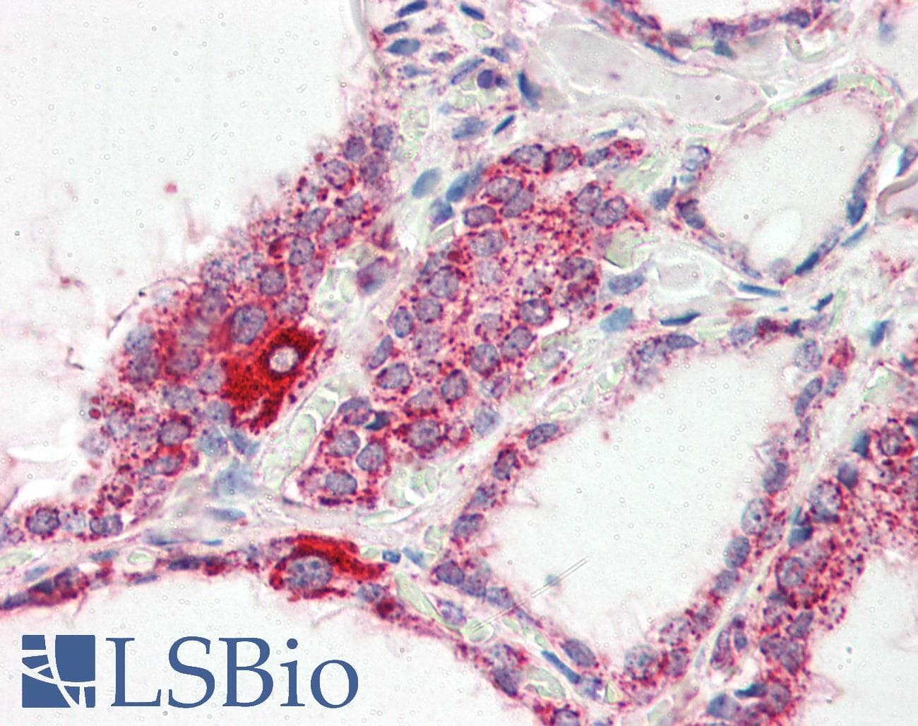 IHC-plus™ COXIV / COX4 Antibody (aa154-166)