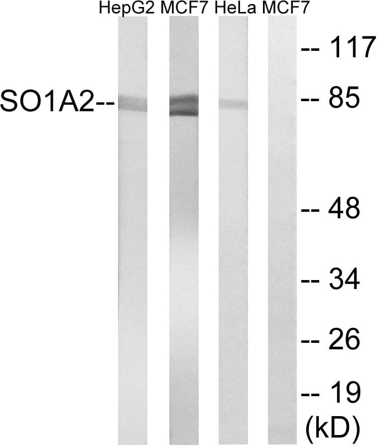 SLCO1A2 / OATP Antibody (aa251-300)