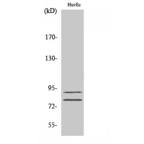 Polyclonal Rabbit anti-Human TGM2 / Transglutaminase 2 Antibody (1-80 aa, N-terminal, IHC, WB)