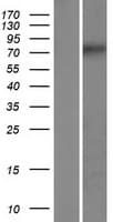 CCDC154 Protein (Over-Expression Lysate Myc-DDK (Flag))