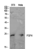 FGF4 Antibody