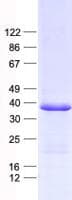 Human MRPL44 Protein (Recombinant His, N-Terminal)