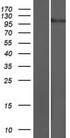 CHSY3 / CSS3 Protein (Over-Expression Lysate Myc-DDK (Flag))