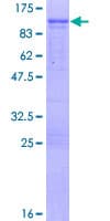 Human PPM1G Protein (Recombinant GST)