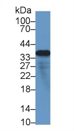MFAP4 Antibody (aa22-255)