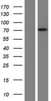 FAAH Protein (Over-Expression Lysate Myc-DDK (Flag))