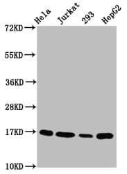 HIST1H3A Antibody