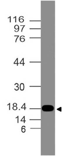 FLG / Filaggrin Antibody