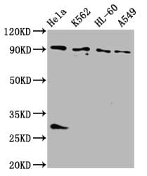 Polyclonal Rabbit anti-Human BICD2 Antibody (IHC, IF, WB)