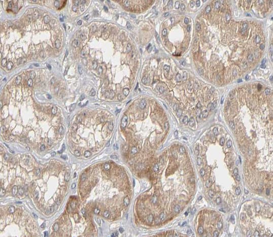 Polyclonal Rabbit anti-Human GJA1 / CX43 / Connexin 43 Antibody (IHC, IF, WB)