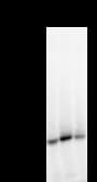 Monoclonal Mouse anti-Human Transportin-SR / TNPO3 Antibody (clone 3152C2a, IF, WB)