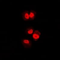 IHC-plus™ ENOX2 Antibody