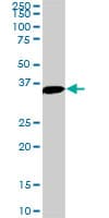IHC-plus™ GAX / MEOX2 Antibody (clone 6A5)