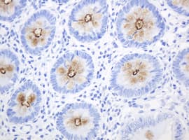 Monoclonal Mouse anti-Human EMA / MUC1 Antibody (clone OTI4A5, IHC, IF, WB)