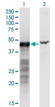 BNIP2 Antibody (clone 8C6)
