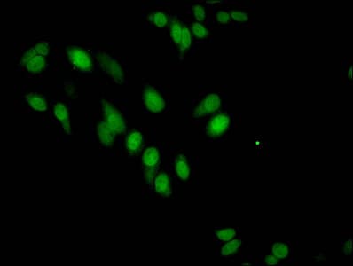 HIST1H3A Antibody