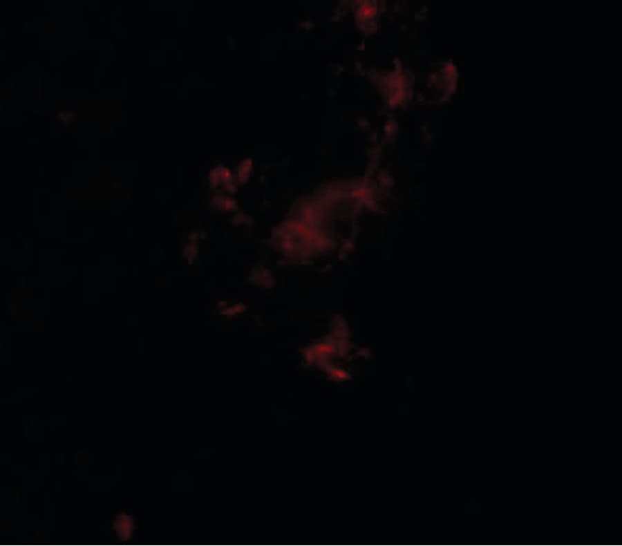 Polyclonal Rabbit anti-Human ZBTB5 Antibody (IHC, IF, WB)