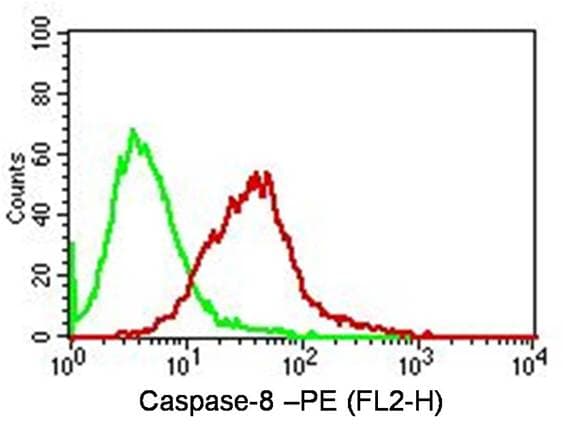CASP8 / Caspase 8 Antibody