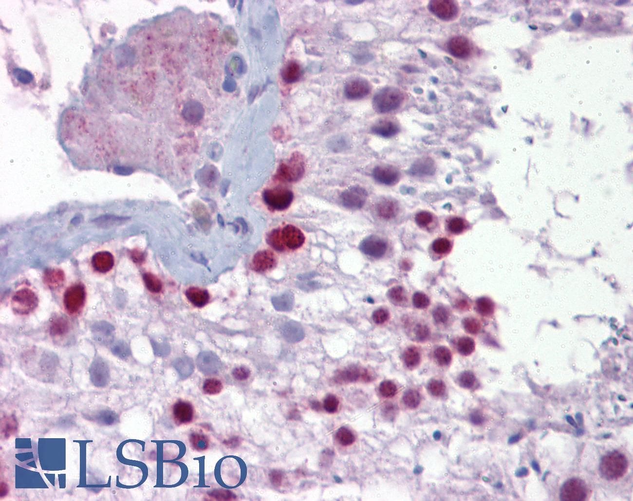 PITX3 Antibody (N-Terminus)