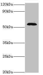 TSEN2 Antibody (aa1-220)