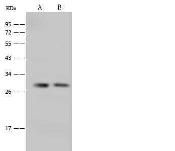 Polyclonal Rabbit anti-Human APOOL / Apolipoprotein O-Like Antibody (WB)