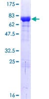 Human BAG5 Protein (Recombinant GST)