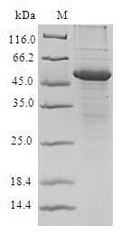 Human PVR / CD155 Protein (Recombinant 10His, N-terminus)