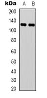 CEBPZ / CBF Antibody (N-Terminus)