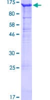 Human ITGAV/Integrin Alpha V/CD51 Protein (Recombinant GST)