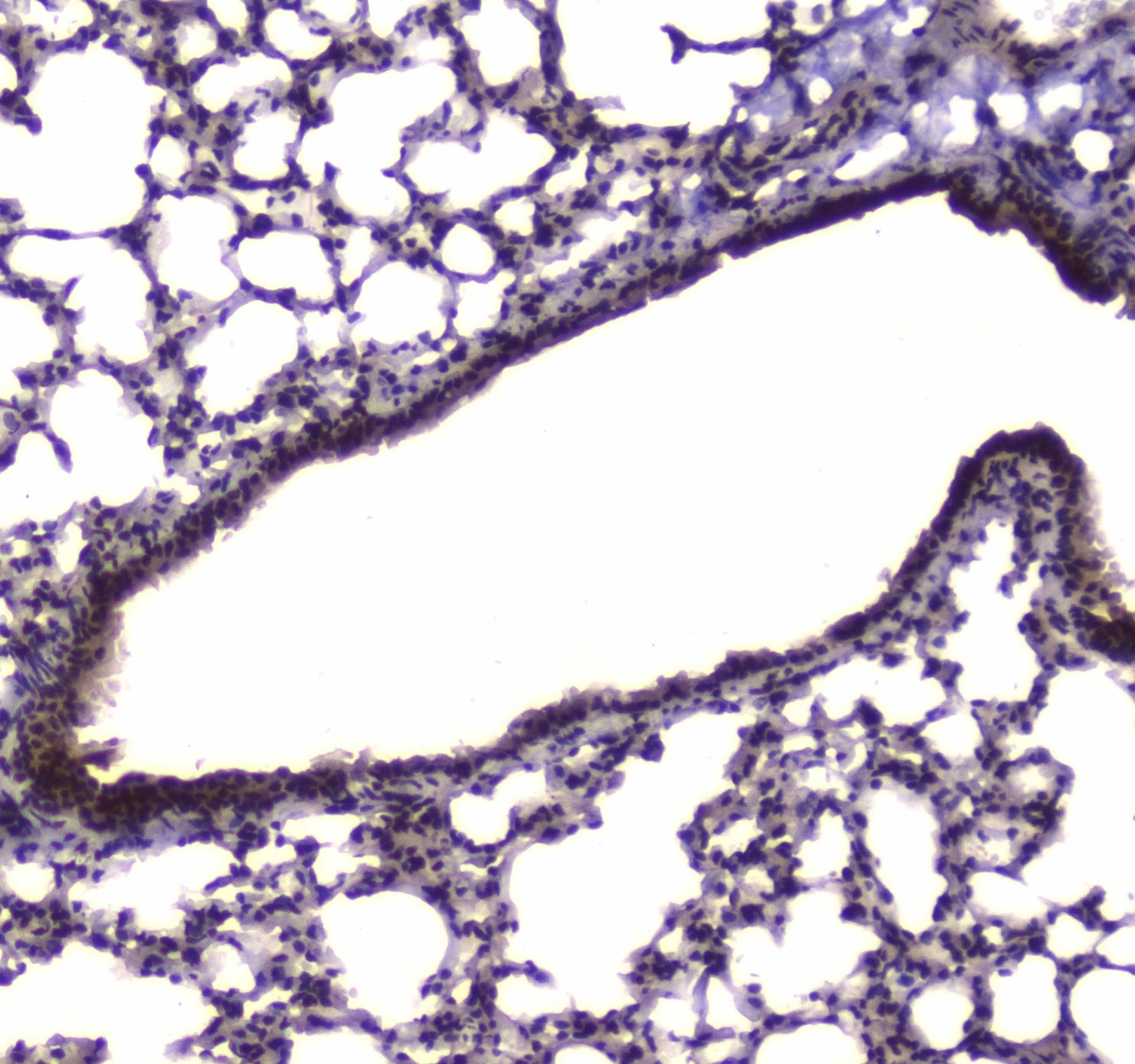 NFIB Antibody
