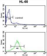SMARCA3 / HLTF Antibody (aa409-437)