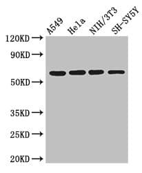 Polyclonal Rabbit anti-Human IRF5 Antibody (IHC, IF, WB)