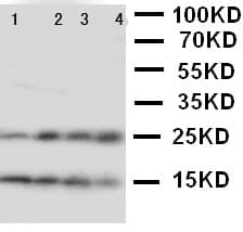 Polyclonal Rabbit anti-Human NPM2 Antibody (aa25-43, WB)