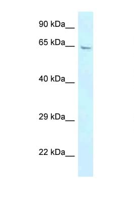 GBP3 Antibody (aa139-188)
