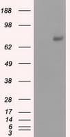 PKG / PRKG1 Antibody (clone OTI9G4)