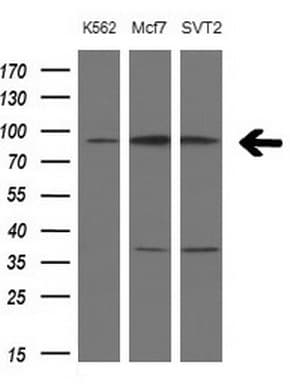 PCDHGC5 Antibody (aa35-258, clone OTI2F3)
