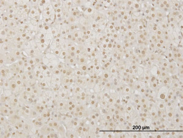 LHX4 Antibody (clone 2F3)