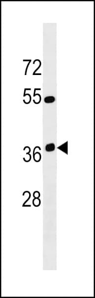 OR12D3 Antibody (aa287-313)
