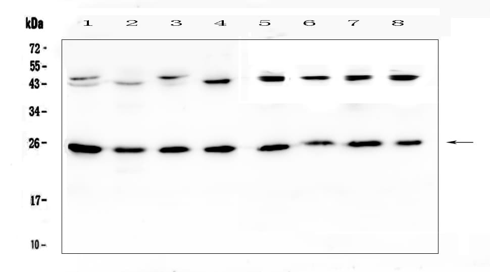 IL36A Antibody
