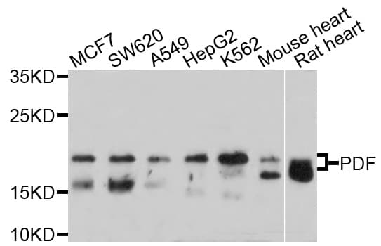 PDF / PLAB Antibody