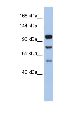 TLR9 Antibody (aa251-300)