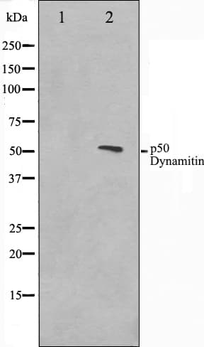 Dynactin 2 / Dynamitin Antibody