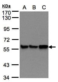 PDI / P4HB Antibody (aa23-227)