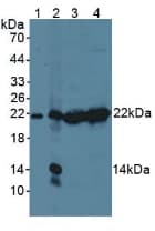 PSMB9 Antibody (aa22-219)