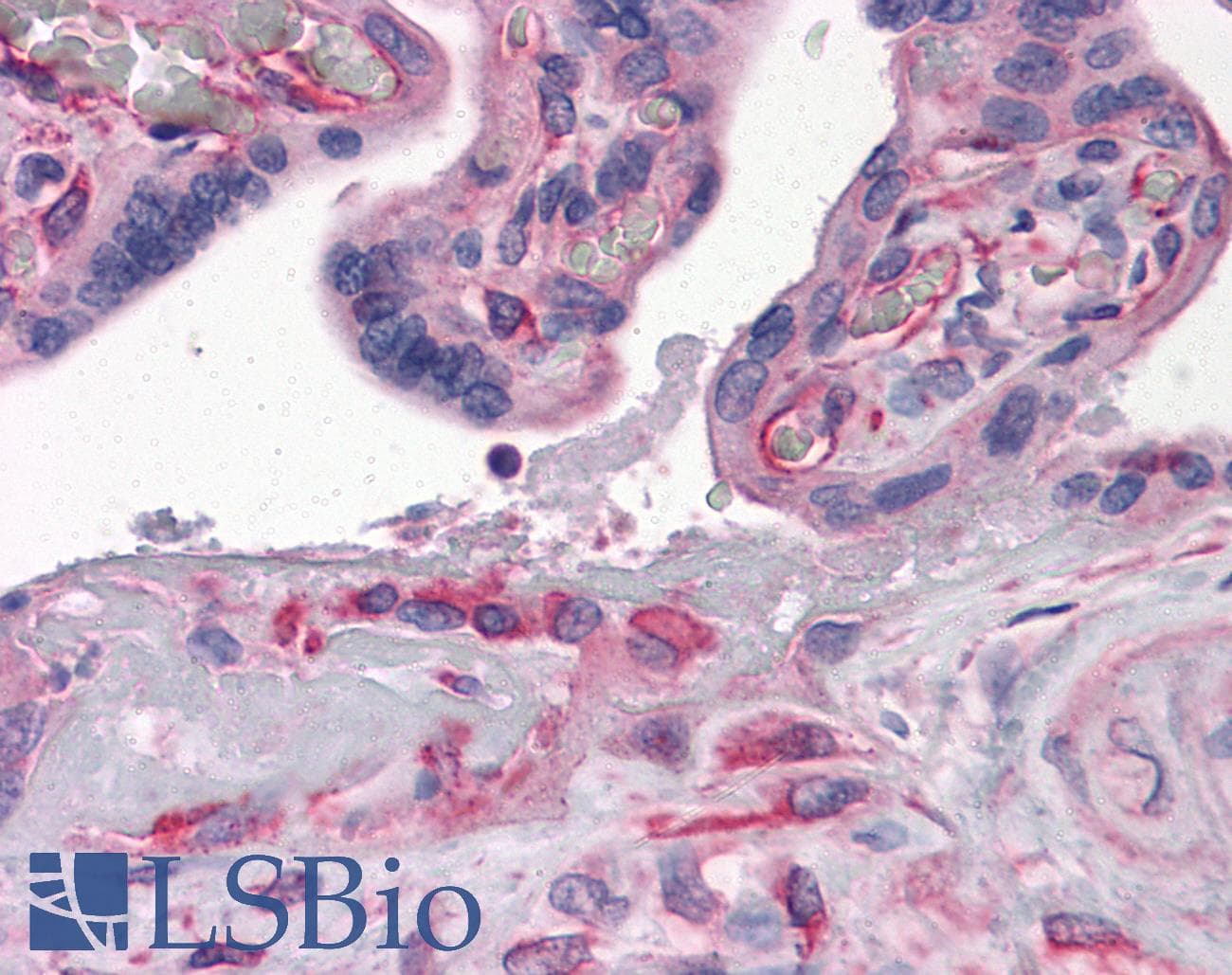 IHC-plus™ GBP1 Antibody (clone 4D10)